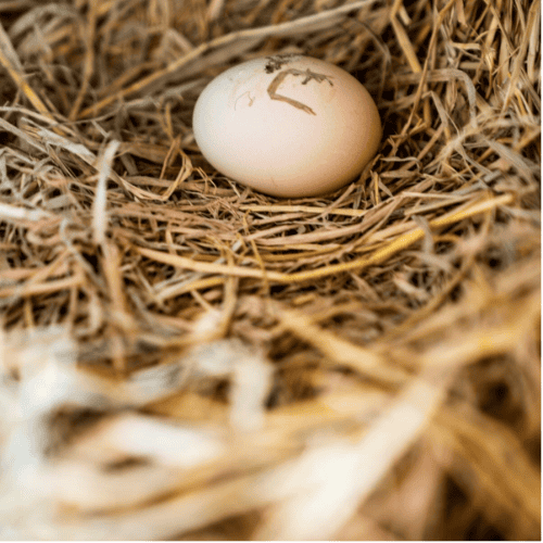 Tan Khun Free-range Chicken Eggs (6)